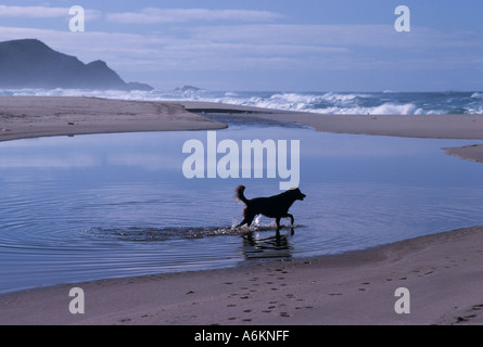 Dog at the beach, Victoria, Australia Stock Photo