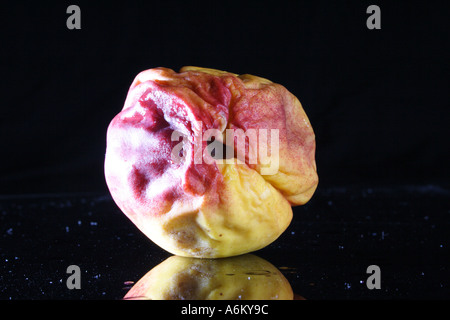 A ROTTING PEACH NECTARINE IN VARIOUS STAGES OF DECAY BAPD1122 Stock Photo