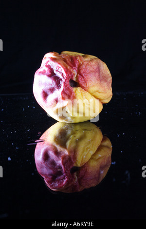 A ROTTING PEACH NECTARINE IN VARIOUS STAGES OF DECAY BAPD1123 Stock Photo