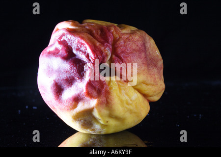 A ROTTING PEACH NECTARINE IN VARIOUS STAGES OF DECAY BAPD1124 Stock Photo