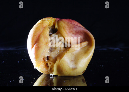 A ROTTING PEACH NECTARINE IN VARIOUS STAGES OF DECAY BAPD1126 Stock Photo