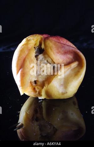 A ROTTING PEACH NECTARINE IN VARIOUS STAGES OF DECAY BAPD1127 Stock Photo