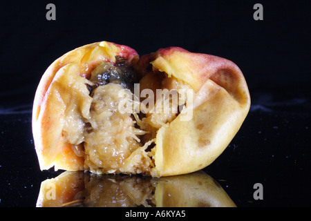 A ROTTING PEACH NECTARINE IN VARIOUS STAGES OF DECAY BAPD1128 Stock Photo