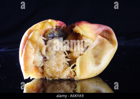 A ROTTING PEACH NECTARINE IN VARIOUS STAGES OF DECAY BAPD1129 Stock Photo