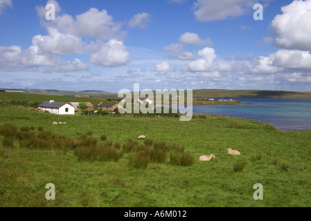 dh Bay of Quoys HOY ORKNEY Field sheep grazing spike rush sedge houses Burra Sound and Graemsay island