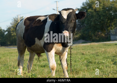 a cow standing on the meadow and pasturing Stock Photo - Alamy
