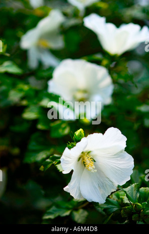 Rose of Sharon Hibiscus syriacus Diana Stock Photo