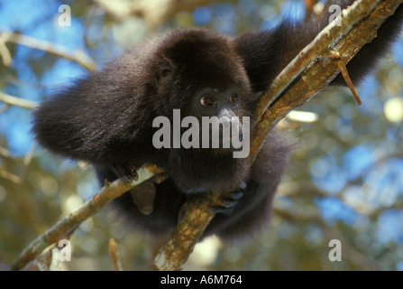 MEXICAN BLACK HOWLER MONKEY (Alouatta pigra) Endangered, COMMUNITY BABOON SANCTUARY, BELIZE Stock Photo