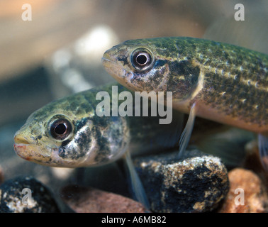 MARINE MINNOW Mud Stock Photo