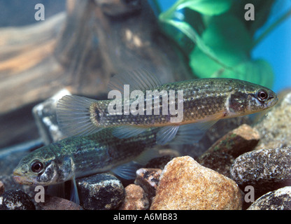 MARINE MINNOW Mud Stock Photo