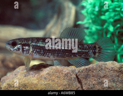 MARINE MINNOW Mud Stock Photo