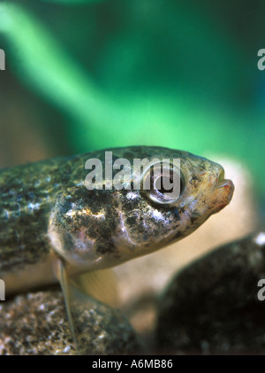 MARINE MINNOW Mud Stock Photo