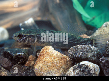 MARINE MINNOW Mud Stock Photo