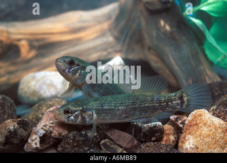 MARINE MINNOW Mud Stock Photo