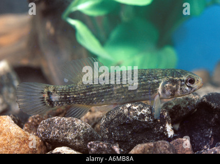 MARINE MINNOW Mud Stock Photo