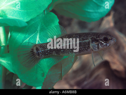 MARINE MINNOW Mud Stock Photo