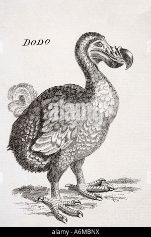 18th century drawing of the now extinct Dodo bird of Mauritius. Raphus cucullatus Stock Photo