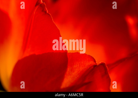 Tulip Tulipa Easter Surprise abstract close-up Stock Photo