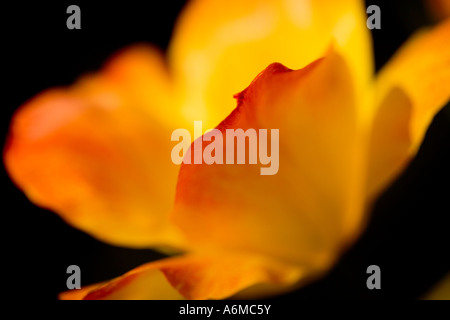 Tulip Tulipa Easter Surprise abstract close-up suitable for a fine art poster greeting card calender calendar Stock Photo