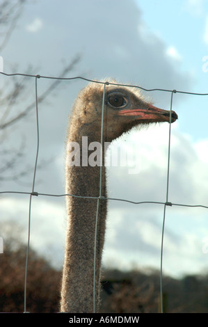 Portrait Of An Ostrich Stock Photo