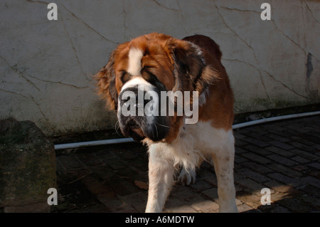 'St Bernard' Dog Stock Photo