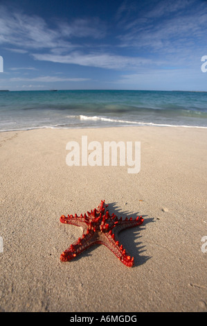 Red Knobbed Starfish on Beach (Protoreaster linckii) Stock Photo