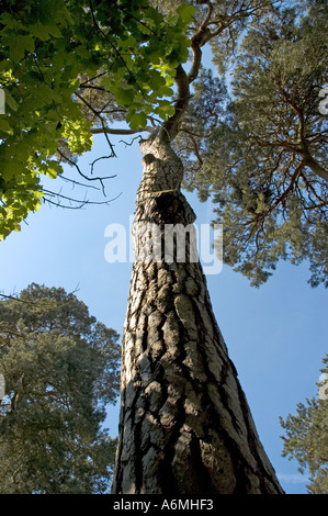 Rough textured tree tunk against blue sky Stock Photo