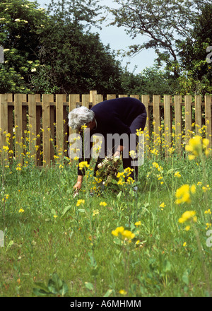 A senior woman pulling out some weeds with lush black lawn on her huge ...