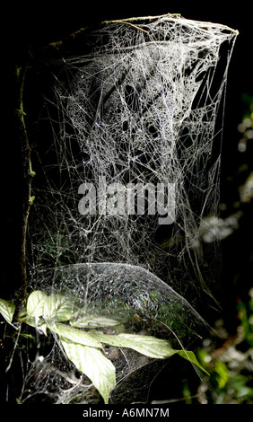 A Spiders Web attached to a small branch in the jungle Stock Photo