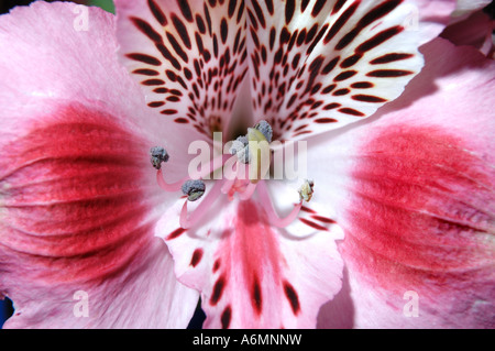 Pink alstroemeria flower Peruvian liliy Stock Photo