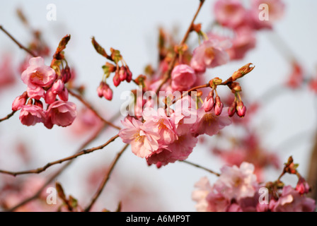 Flowering Cherry blossom, UK Stock Photo