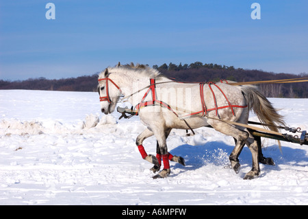 Two horses pulling sledge Stock Photo