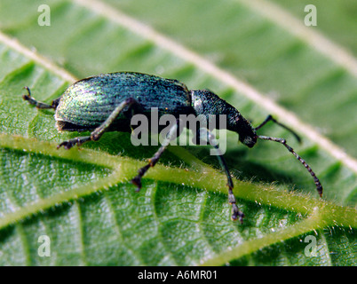 Weevil on stinging nettle Stock Photo