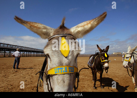 Little Ted waits for tourists with two other donkeys on the beach at Weston Super Mare in Somerset UK Stock Photo