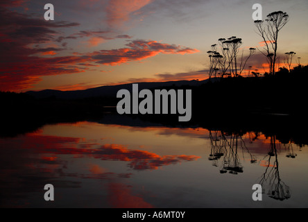 Reflections of trees in a lake Stock Photo