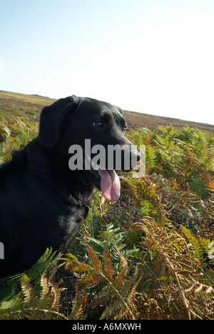 Black labrador retriever sat with toungue out in bracken on the nortth york moors on a grouse shoot in september Stock Photo
