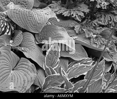 Hosta and acanthus leaves after rain shot in black and white Stock Photo