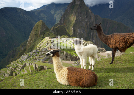 llamas Machu Picchu Peru South America Stock Photo
