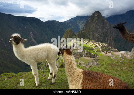 llamas Machu Picchu Peru South America Stock Photo