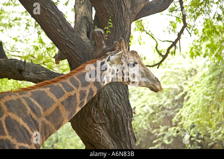 Giraffe Zoological Park Delhi India Stock Photo