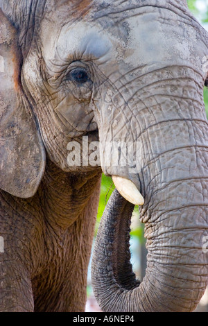 Elephant close-crop vertical portrait B Stock Photo
