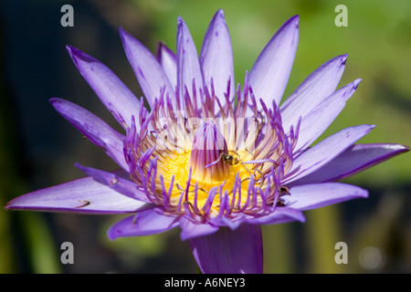 Purple lotus flower Stock Photo