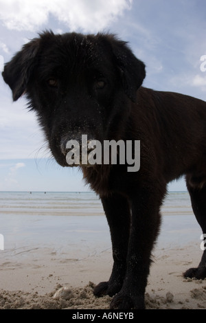 Stray beach dog Stock Photo