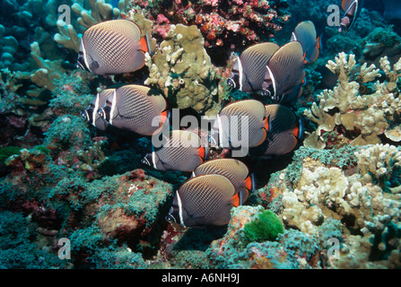 Red tail butterflyfish or Collared butterflyfish school over coral reef Stock Photo