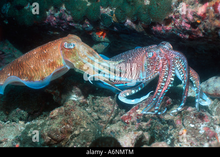 Pharaoh cuttlefish Sepia pharaonis courting male fending off rival male.  Andaman Sea, Thailand. Stock Photo