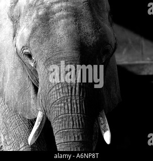 Elephant at Howletts Zoo Stock Photo