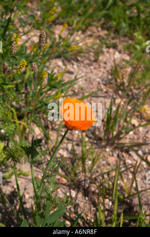 CALIFORNIAN POPPY Eschscholzia California Papaver spp Stock Photo