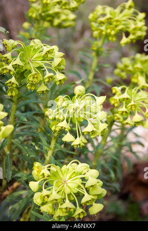 Euphorbia Characias ss Wulfenii Stock Photo