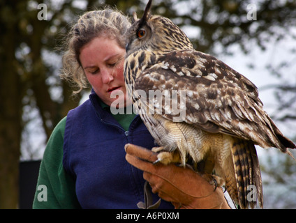 Eagle Owl Bubo bubo European Eagle Owl perched on the gloved hand of its keeper Stock Photo