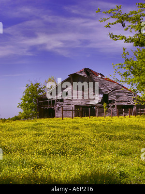 Old barn in a field of yellow wildflowers. Franklin, Tn Stock Photo